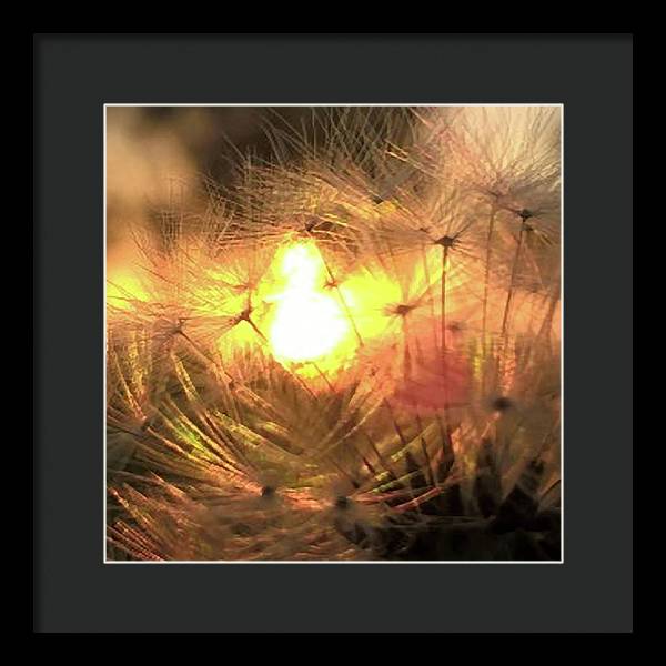 Dandelion Sunrise Wish - Framed Print