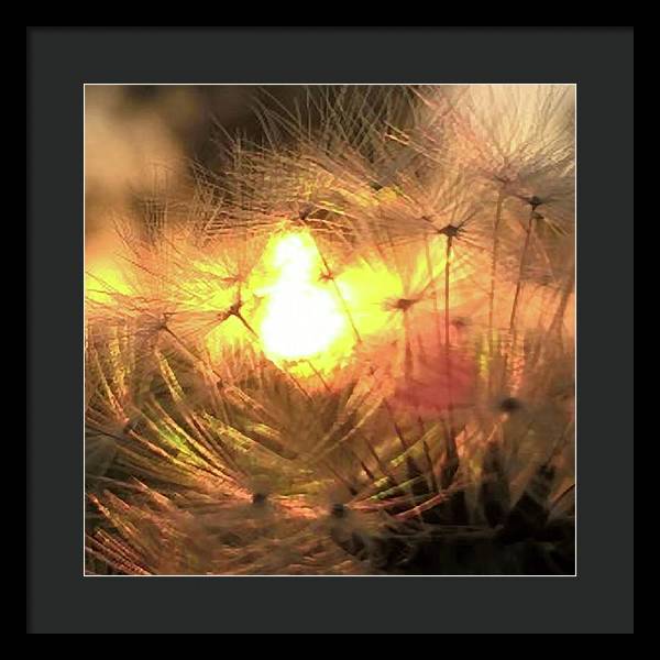 Dandelion Sunrise Wish - Framed Print
