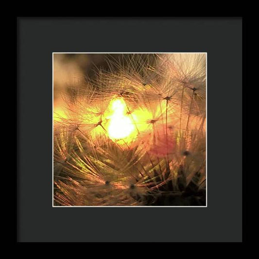 Dandelion Sunrise Wish - Framed Print