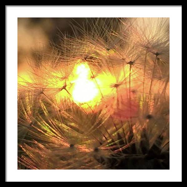 Dandelion Sunrise Wish - Framed Print
