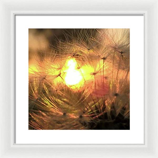 Dandelion Sunrise Wish - Framed Print