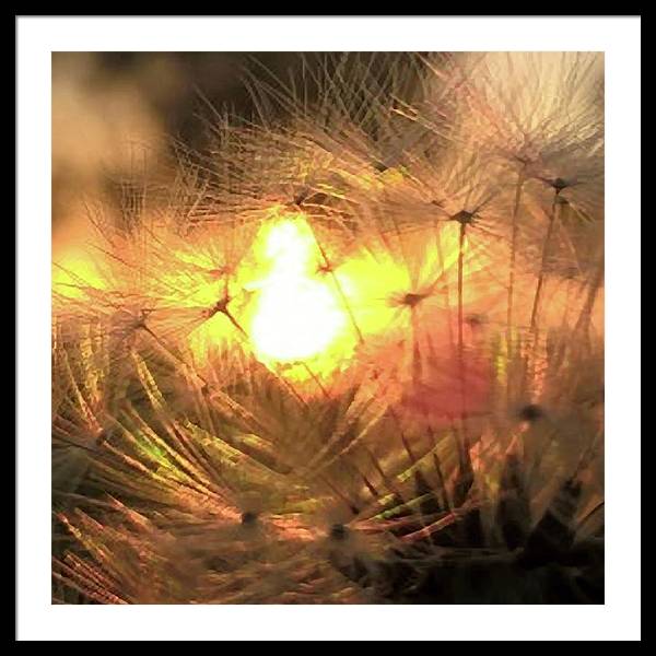 Dandelion Sunrise Wish - Framed Print