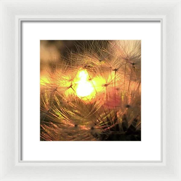 Dandelion Sunrise Wish - Framed Print