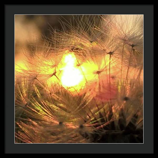 Dandelion Sunrise Wish - Framed Print