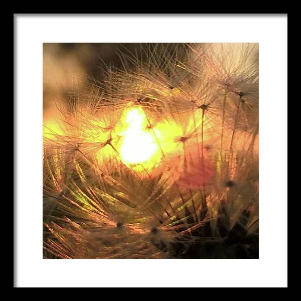 Dandelion Sunrise Wish - Framed Print