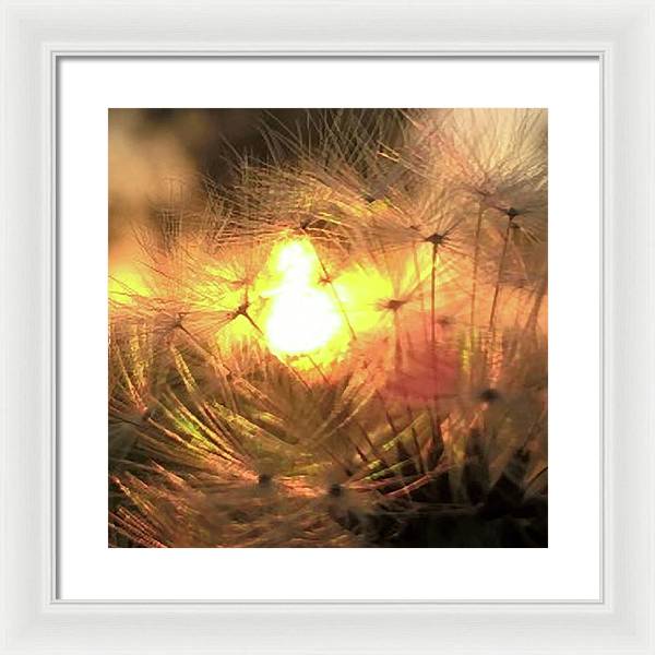 Dandelion Sunrise Wish - Framed Print
