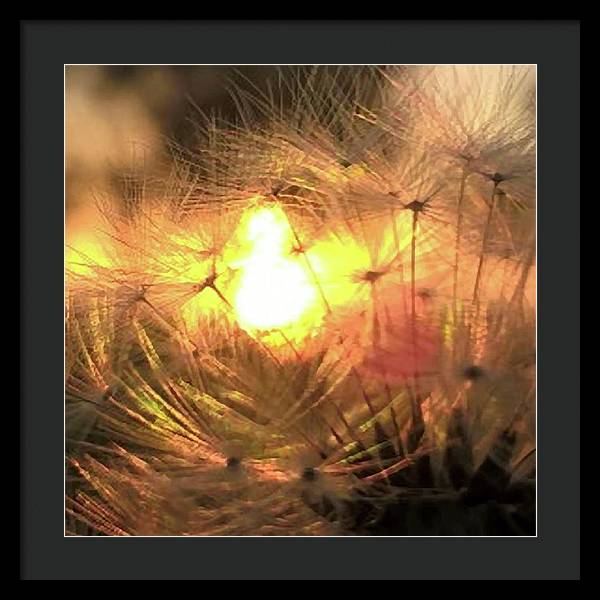 Dandelion Sunrise Wish - Framed Print