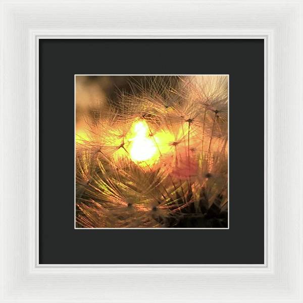 Dandelion Sunrise Wish - Framed Print