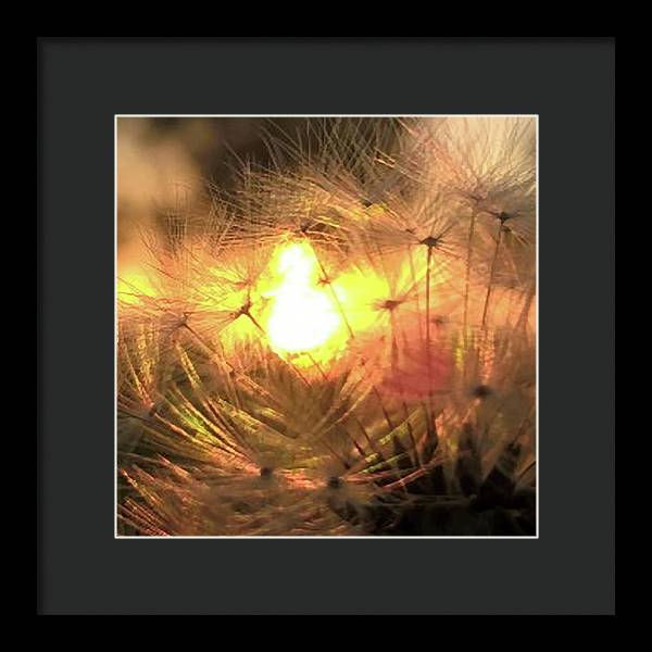 Dandelion Sunrise Wish - Framed Print