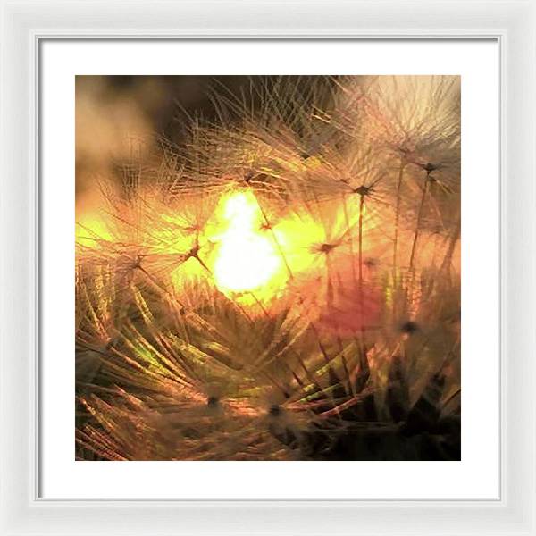 Dandelion Sunrise Wish - Framed Print