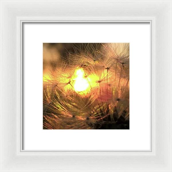Dandelion Sunrise Wish - Framed Print