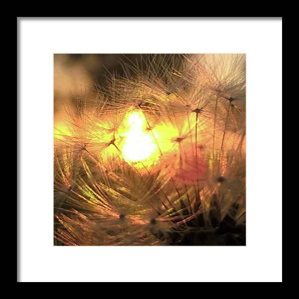 Dandelion Sunrise Wish - Framed Print