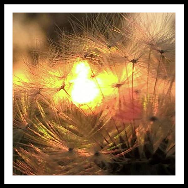 Dandelion Sunrise Wish - Framed Print