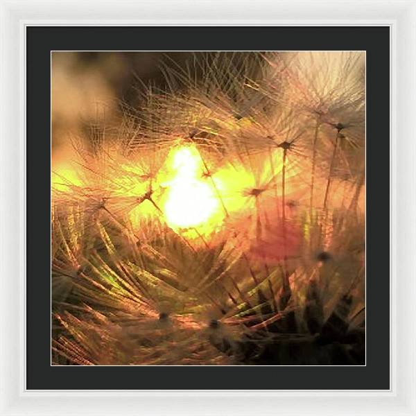 Dandelion Sunrise Wish - Framed Print