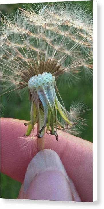 Dandelion Wish - Canvas Print