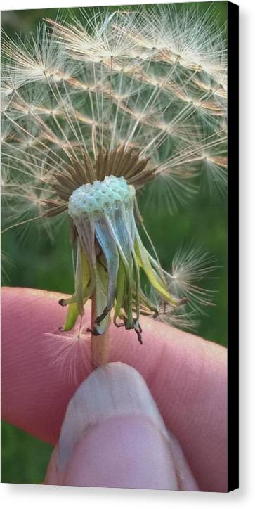 Dandelion Wish - Canvas Print