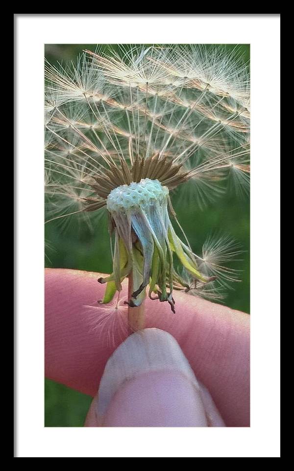 Dandelion Wish - Framed Print