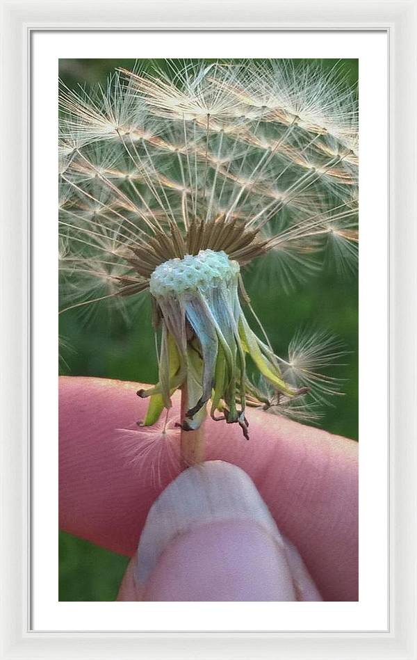 Dandelion Wish - Framed Print
