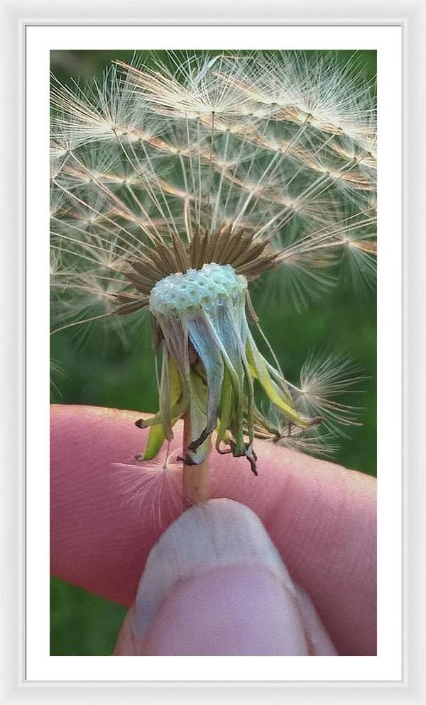 Dandelion Wish - Framed Print