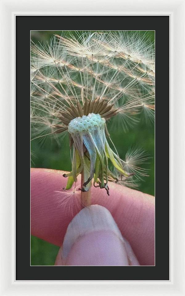Dandelion Wish - Framed Print