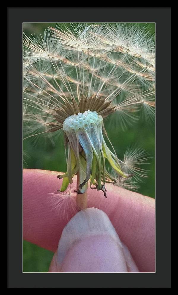Dandelion Wish - Framed Print
