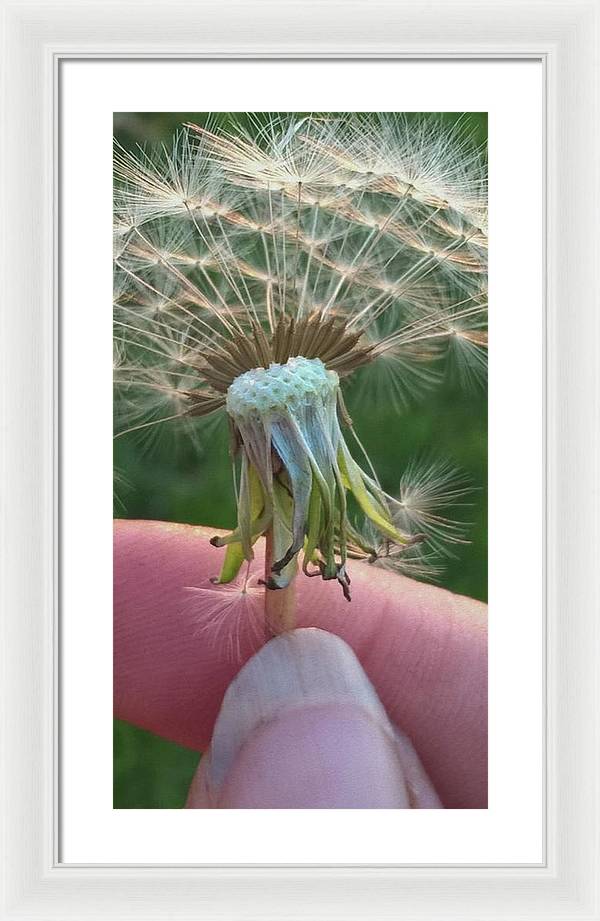 Dandelion Wish - Framed Print