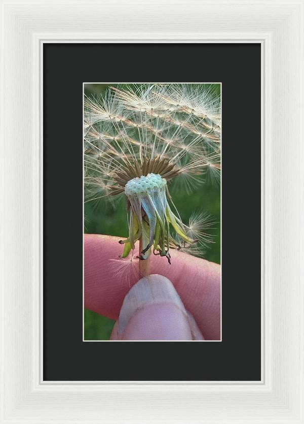 Dandelion Wish - Framed Print