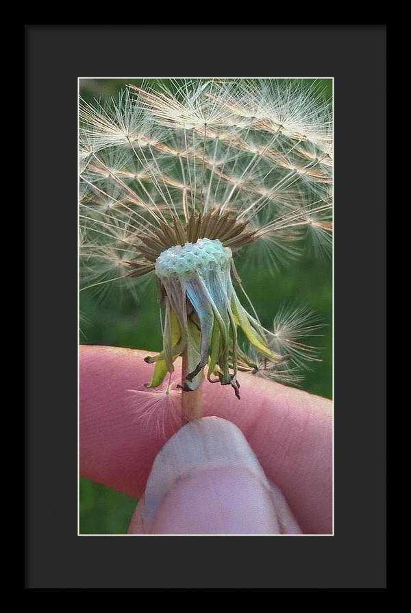 Dandelion Wish - Framed Print