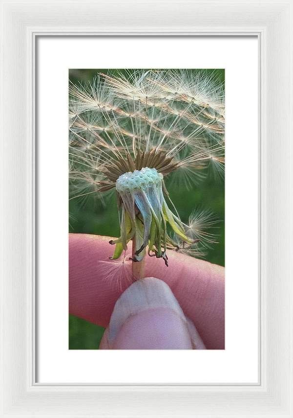 Dandelion Wish - Framed Print
