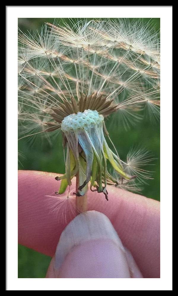 Dandelion Wish - Framed Print