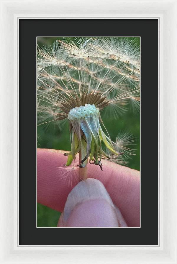 Dandelion Wish - Framed Print