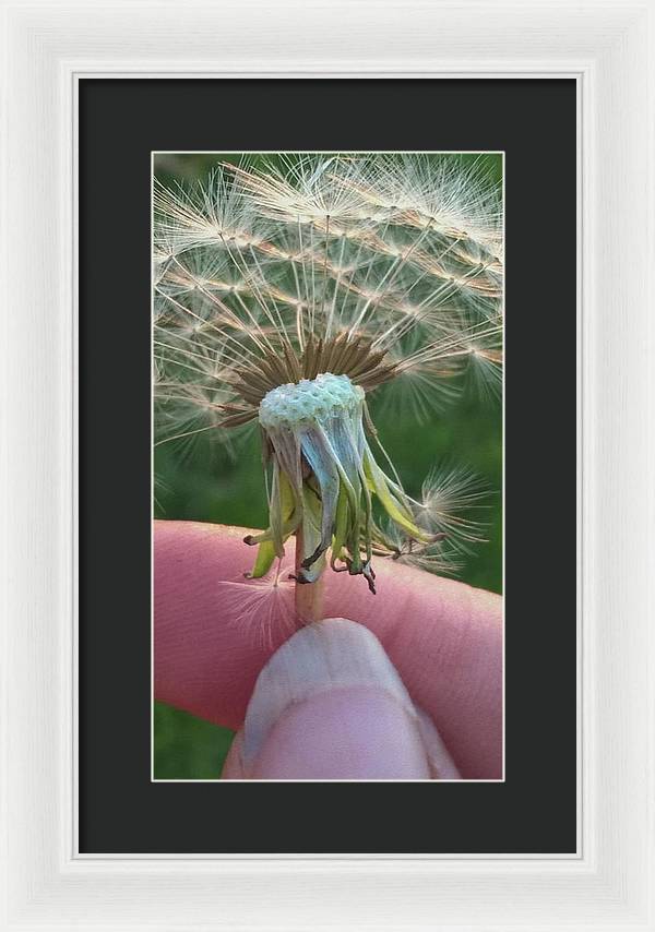 Dandelion Wish - Framed Print