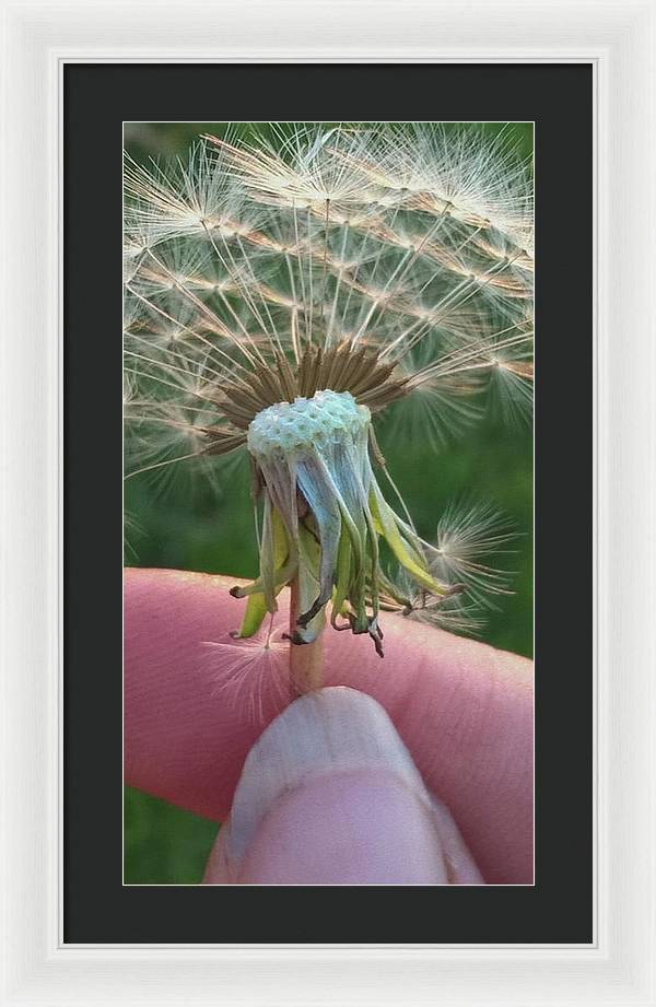 Dandelion Wish - Framed Print
