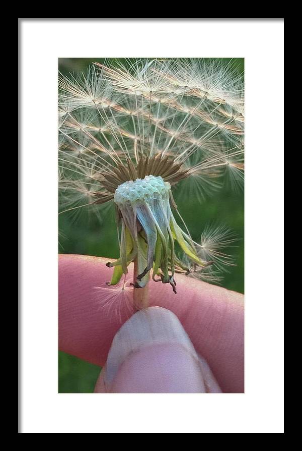 Dandelion Wish - Framed Print
