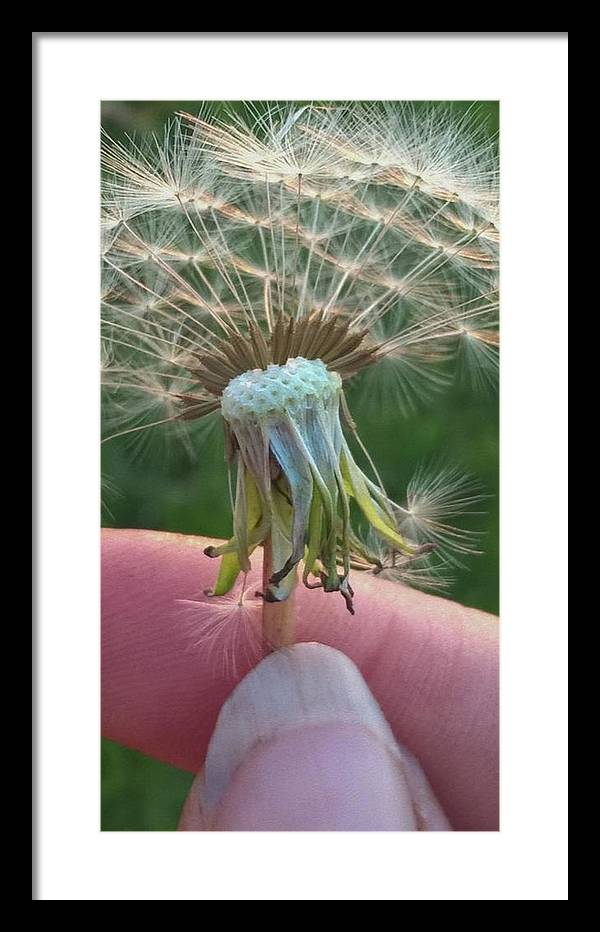 Dandelion Wish - Framed Print