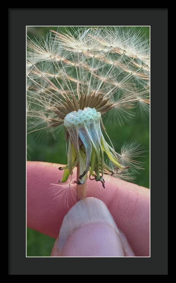 Dandelion Wish - Framed Print