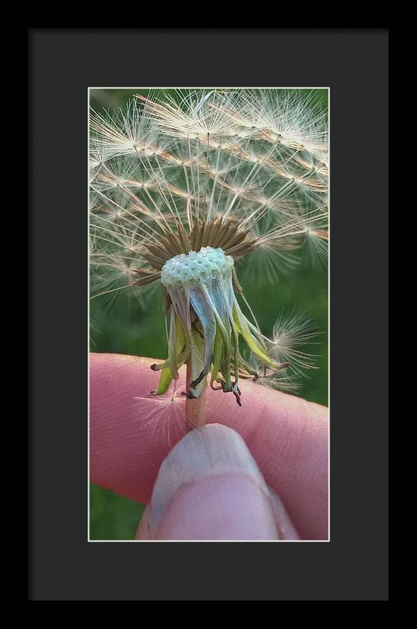 Dandelion Wish - Framed Print