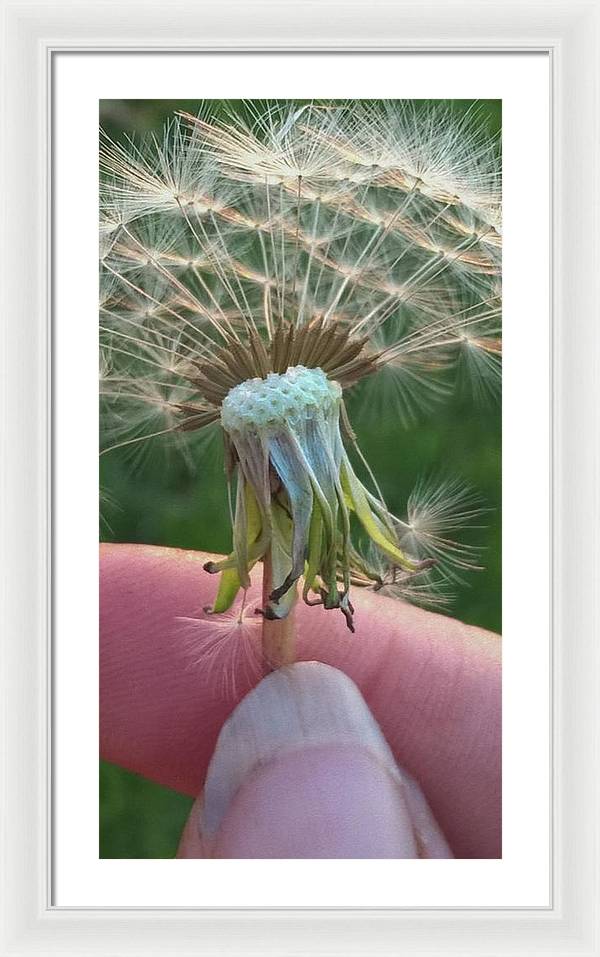 Dandelion Wish - Framed Print