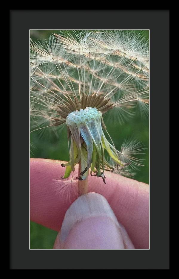 Dandelion Wish - Framed Print