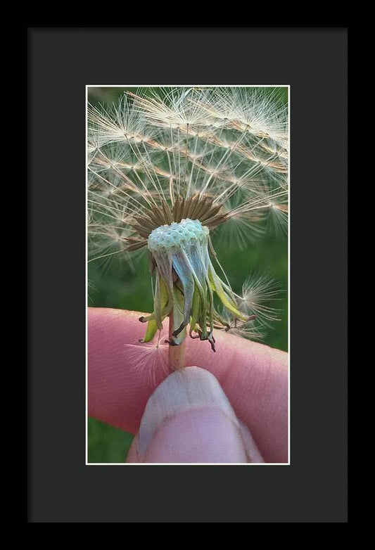 Dandelion Wish - Framed Print