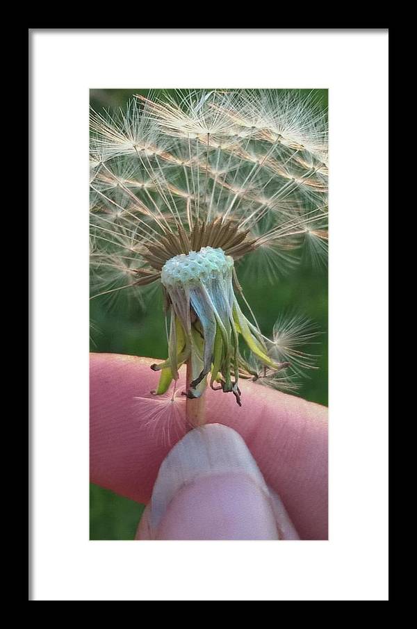 Dandelion Wish - Framed Print