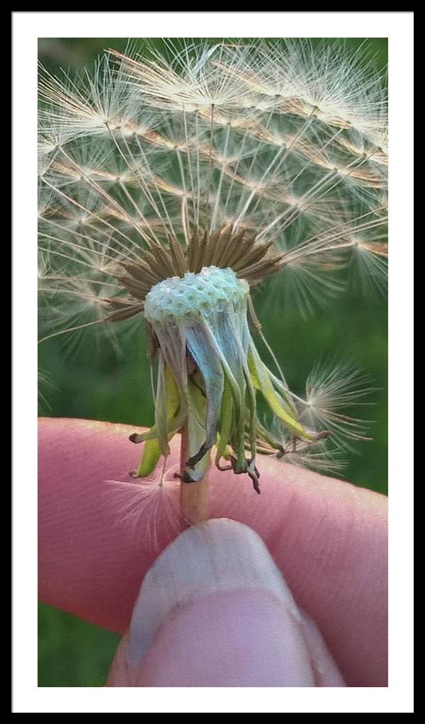 Dandelion Wish - Framed Print