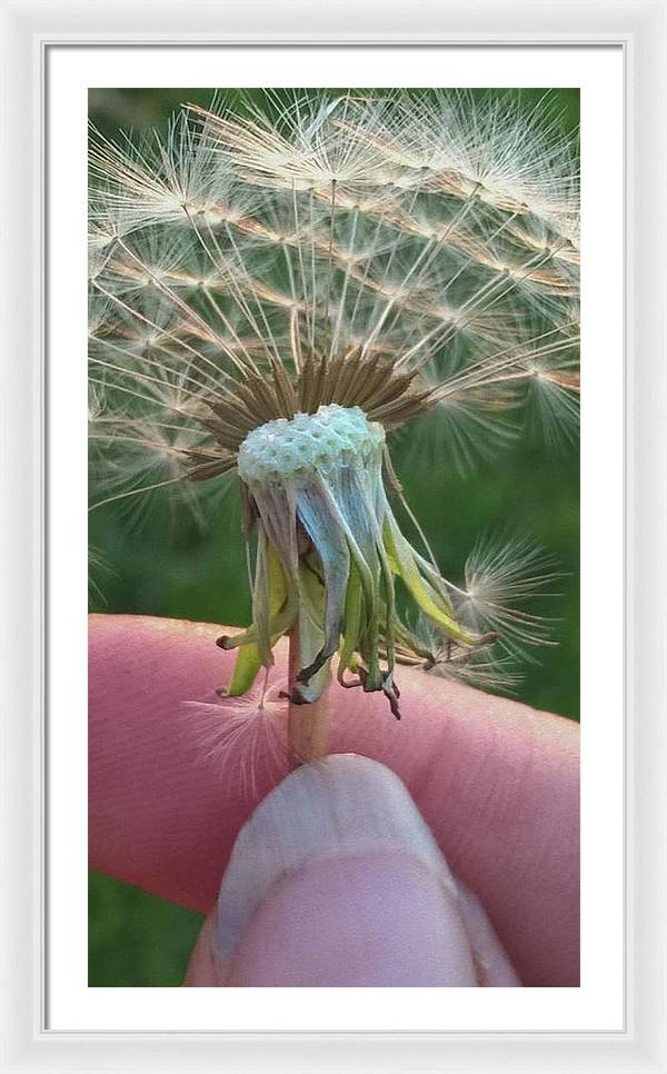Dandelion Wish - Framed Print