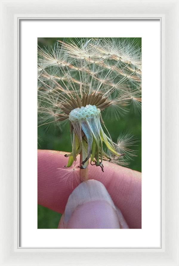 Dandelion Wish - Framed Print