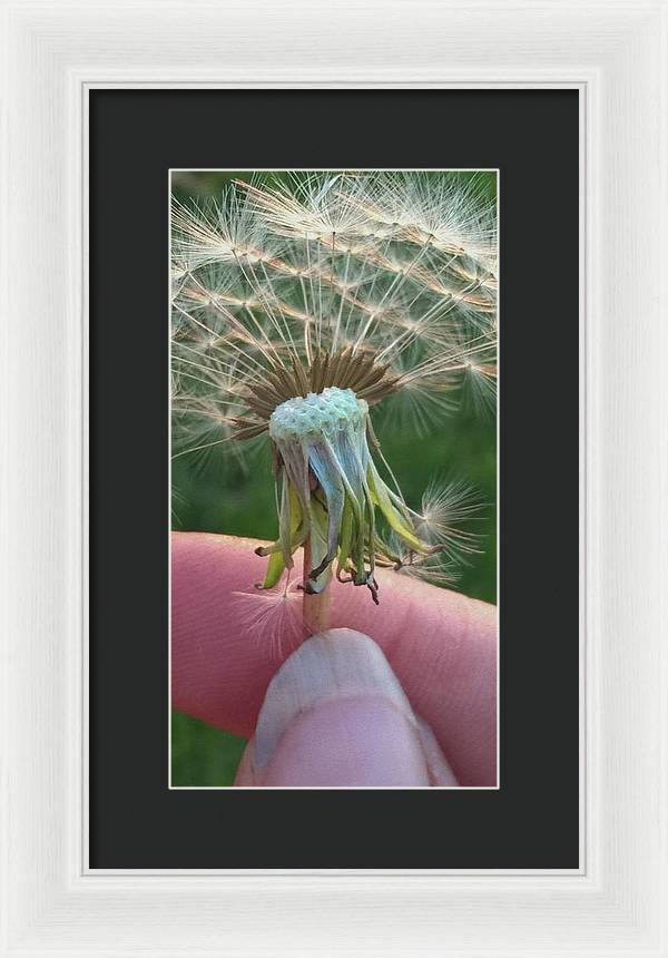 Dandelion Wish - Framed Print