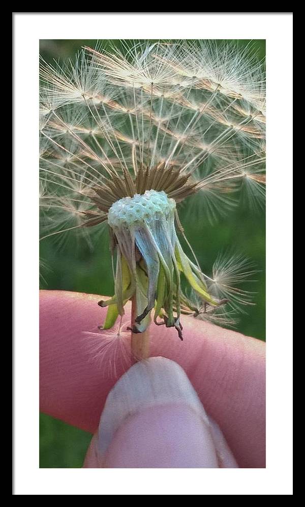 Dandelion Wish - Framed Print