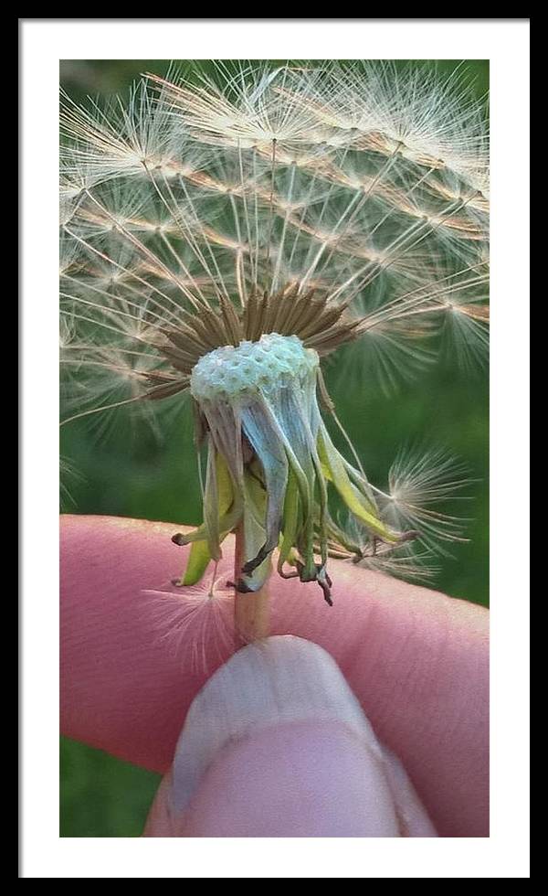 Dandelion Wish - Framed Print