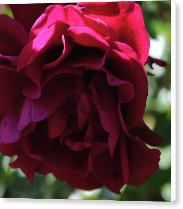 Dark Pink Flower - Canvas Print