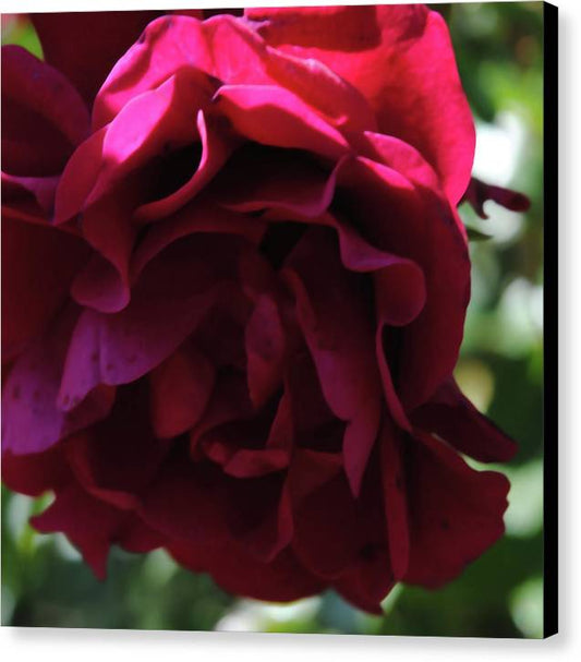 Dark Pink Flower - Canvas Print