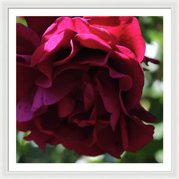 Dark Pink Flower - Framed Print
